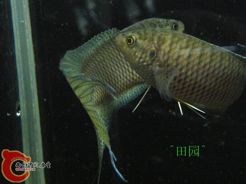 DSCF3409_副本.jpg
