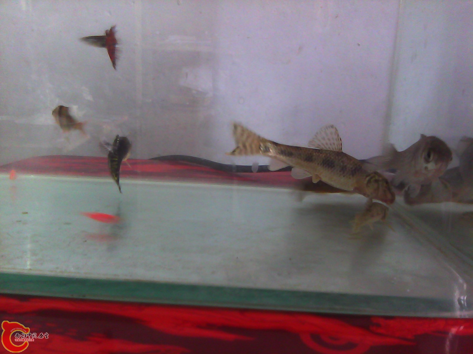 IMG_20120417-133306.jpg