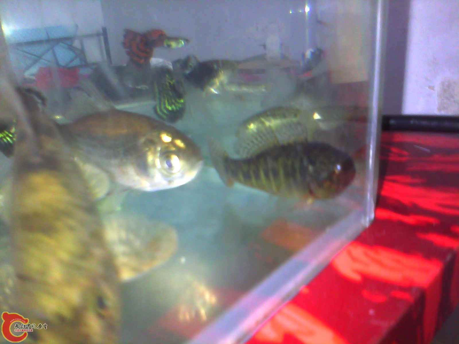 IMG_20120417-133319.jpg