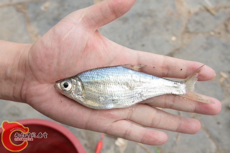 z大眼华鳊 Sinibrama macrops.JPG