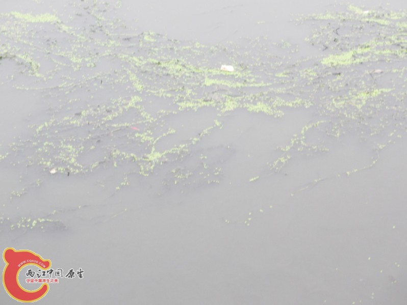 污水1.jpg