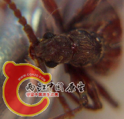 QQ拼音截图未命名.png