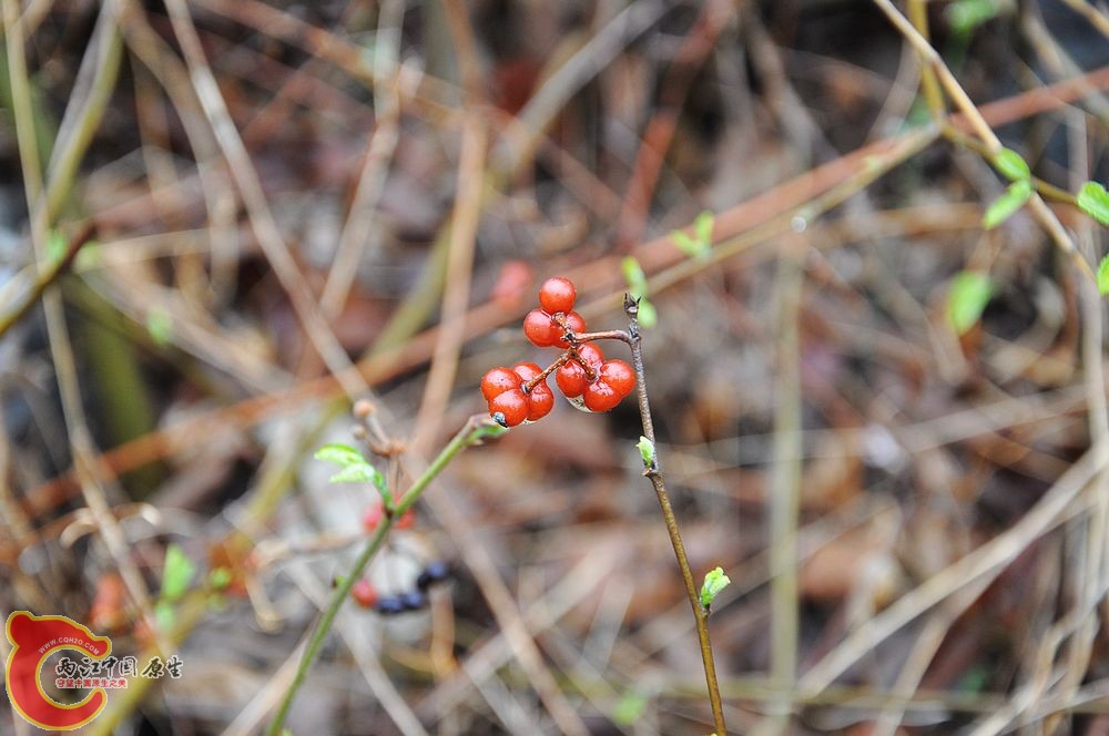 DSC_0085.jpg