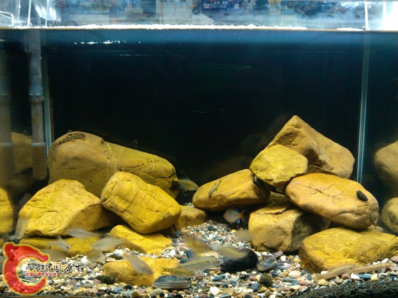 IMG_20120420_214345 (800x600).jpg