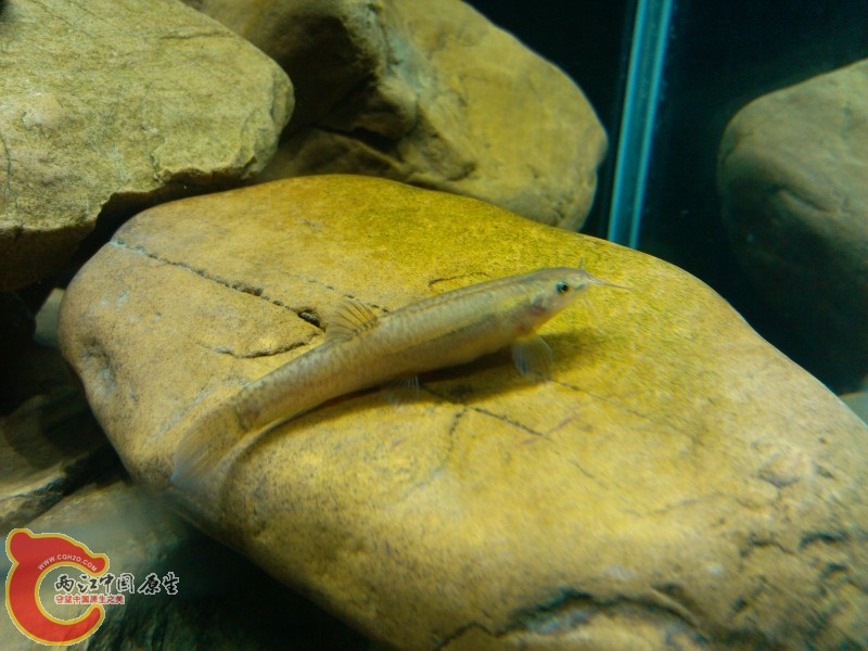 IMG_20120420_203725 (800x600).jpg