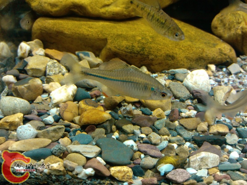 IMG_20120421_195024 (800x600).jpg