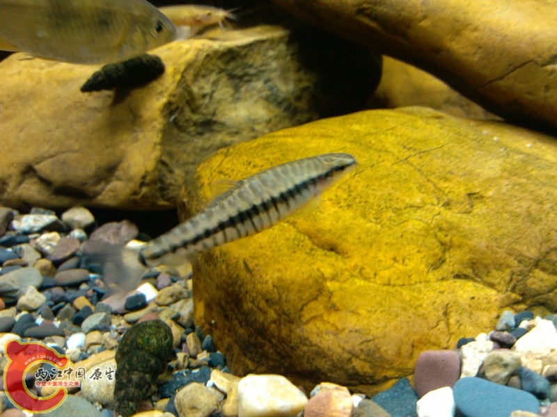 IMG_20120421_195904 (800x600).jpg