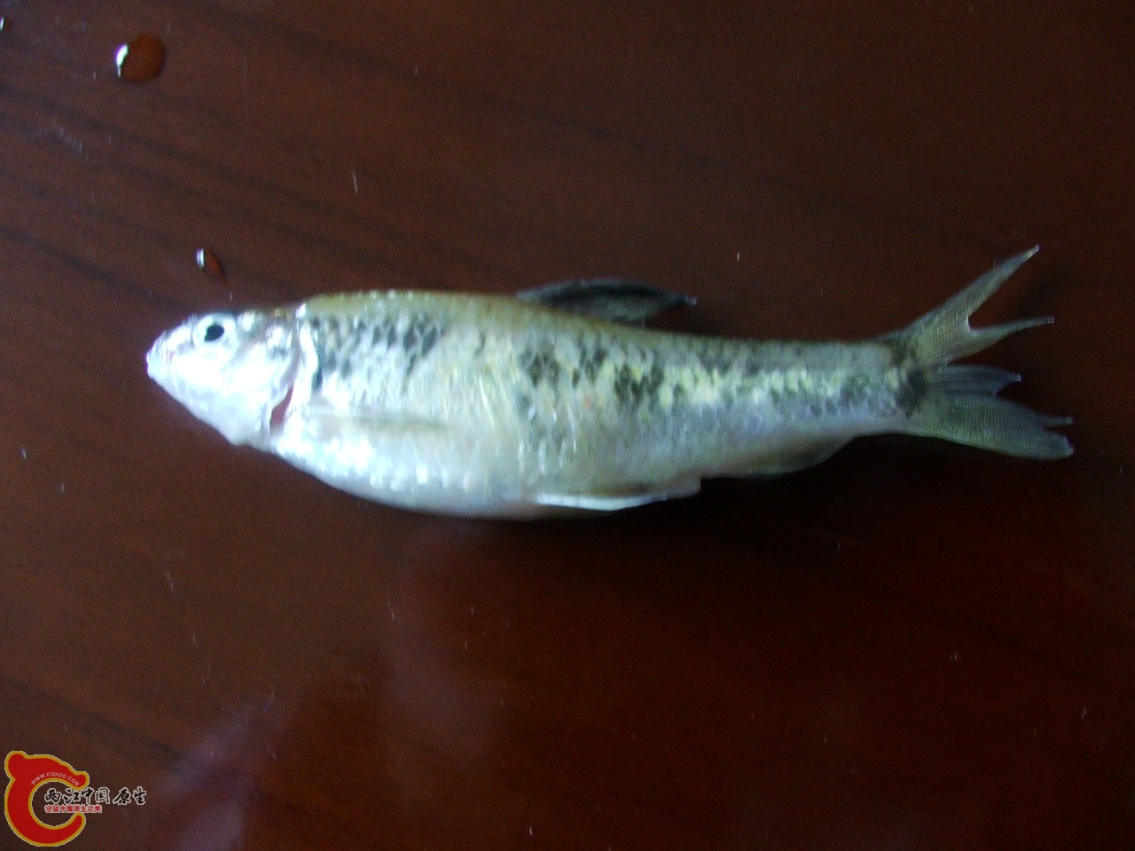 DSCF3217.JPG