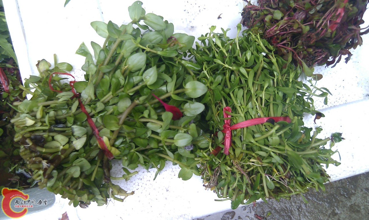 20120420-858.jpg