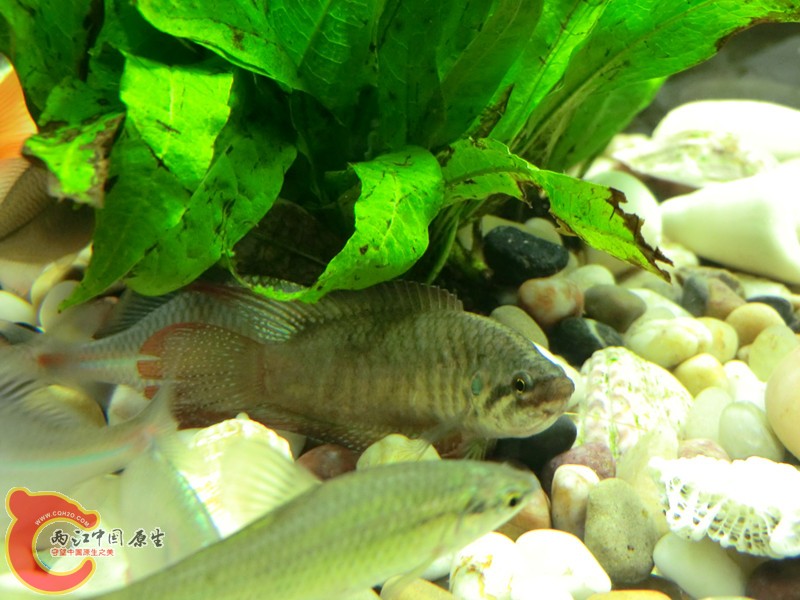 CIMG1146_副本.jpg