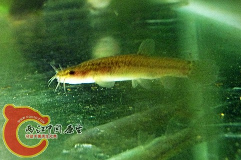 入缸3