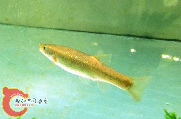 入缸2