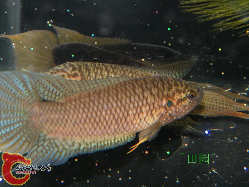 DSCF3673_副本.jpg