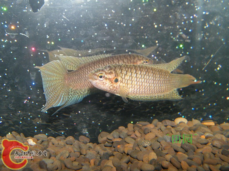 DSCF3685_副本.jpg