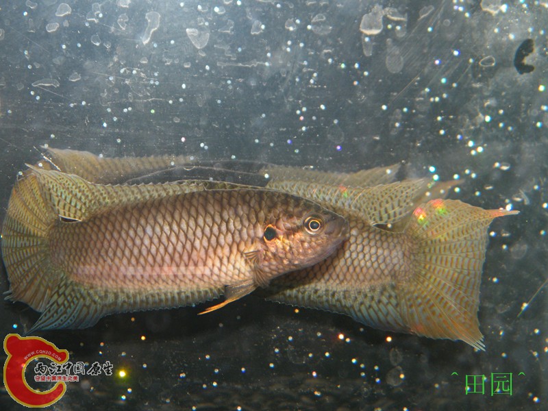 DSCF3701_副本.jpg