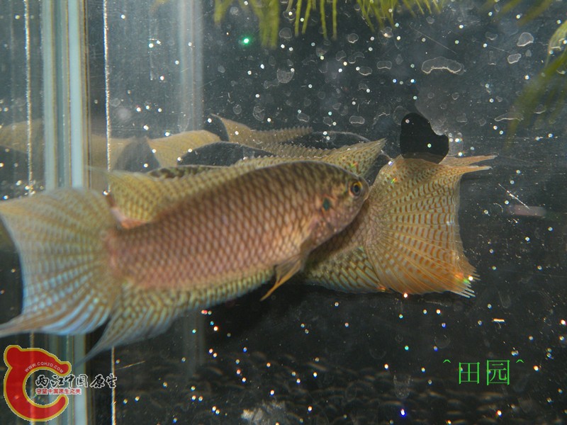 DSCF3626_副本.jpg