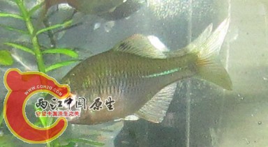 鳑鲏.jpg