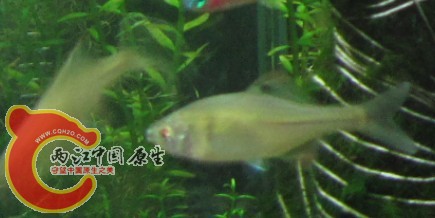 鳑鲏2.jpg