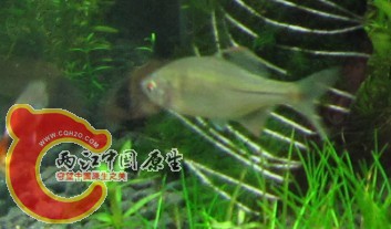 鳑鲏3.jpg