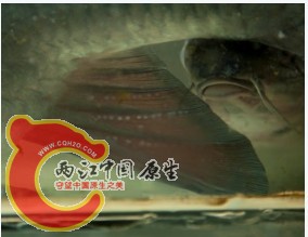 93_YLUK7{T9R9$O8USG91XL.jpg