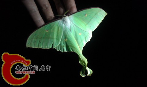 被手电引来的长尾蚕蛾 留影放生