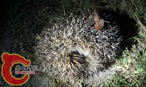 晚上在油菜地边发现的刺猬 留影放生