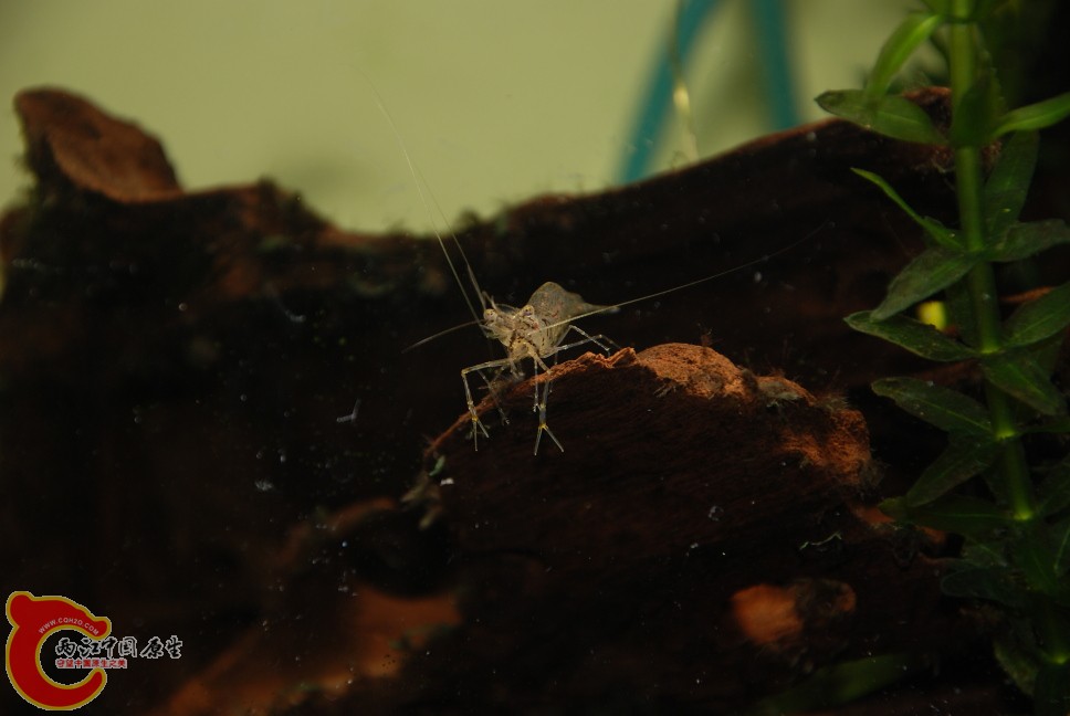 20120422虾