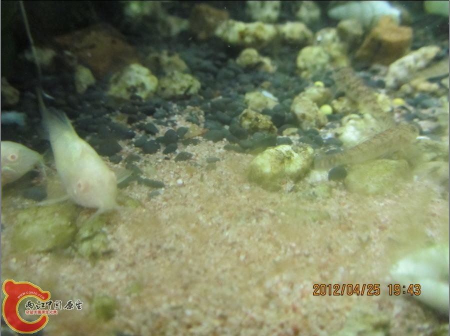 当公主遇上土鳖