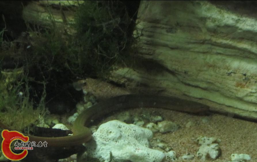 发现以前采的地方全是鳝鱼