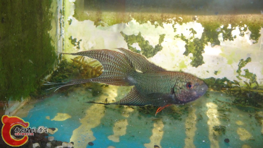 DSC00714_缩小大小.JPG