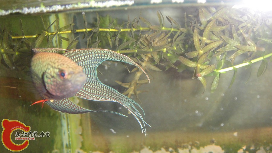 DSC00712_缩小大小.JPG
