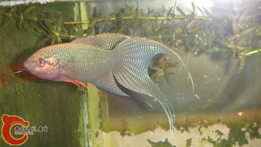 DSC00710_缩小大小.JPG