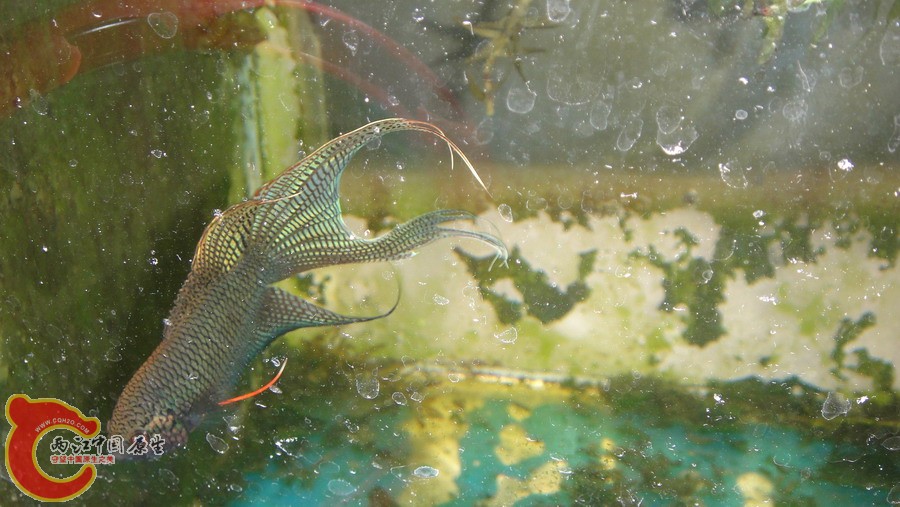DSC00701_缩小大小.JPG