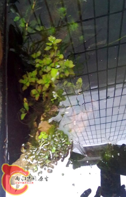 水草现在长得蛮好了！