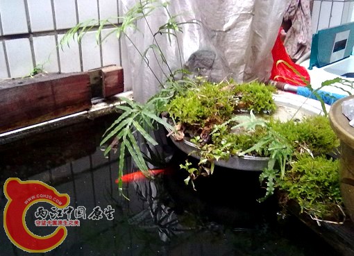 还搞了个小景，呵呵