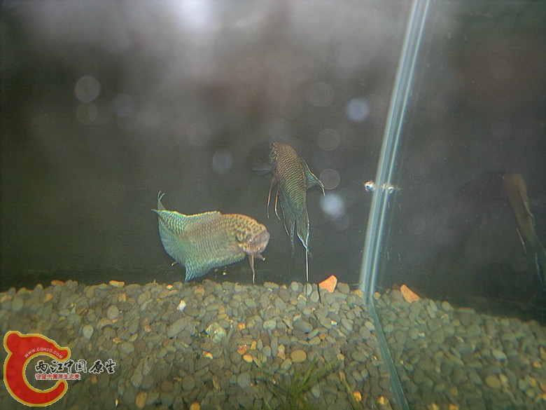 201204181470.jpg