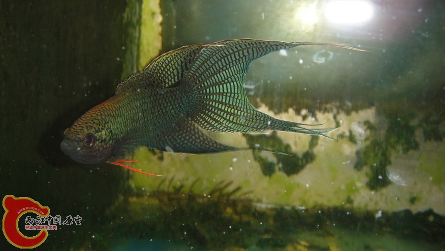DSC00795_缩小大小.JPG