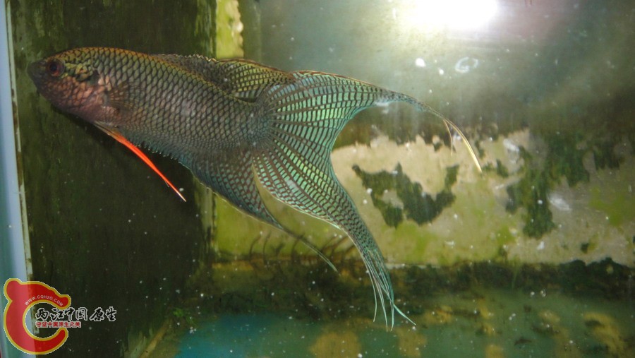 DSC00797_缩小大小.JPG