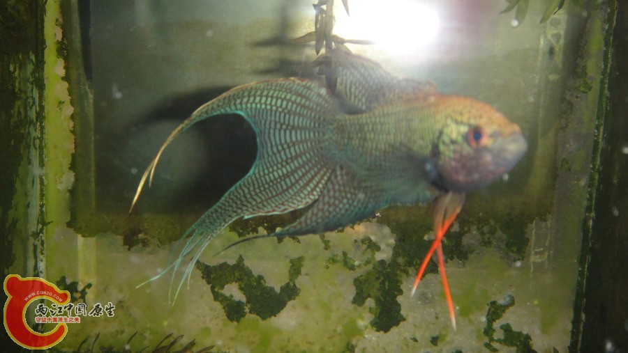 DSC00793_缩小大小.JPG