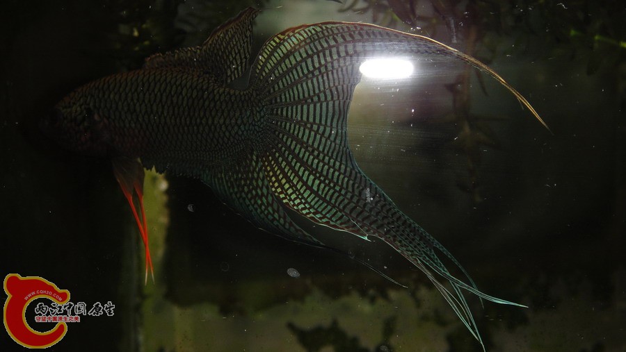 DSC00791_缩小大小.JPG