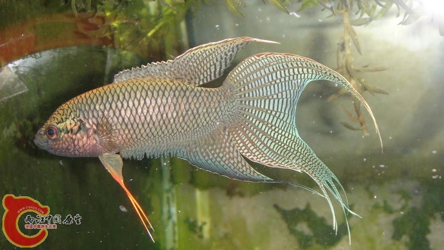 DSC00778_缩小大小.JPG