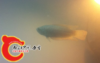 221005fyifayfrzwpffawz.jpg