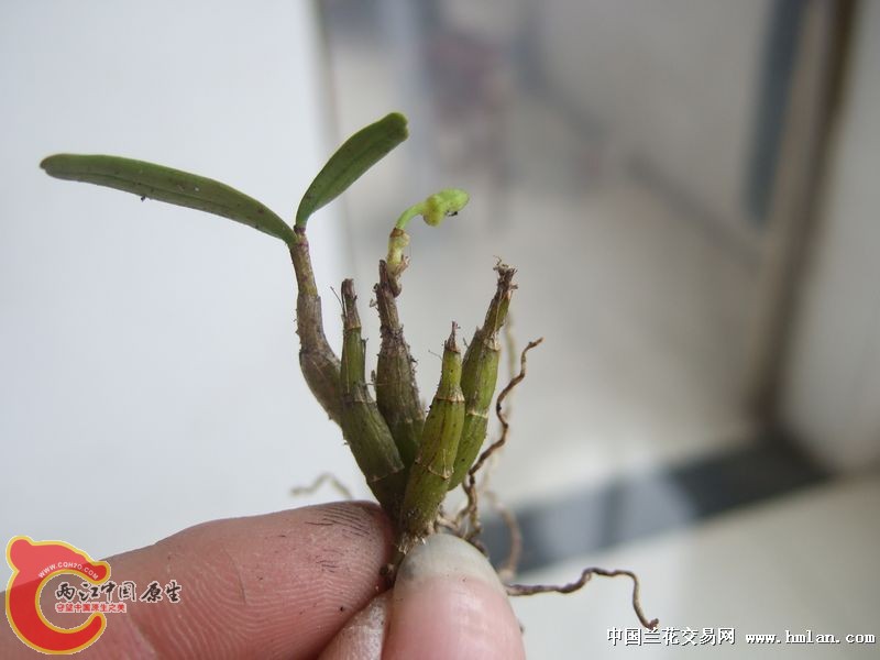 野生霍山米斛，特别珍贵，花了我不少银子