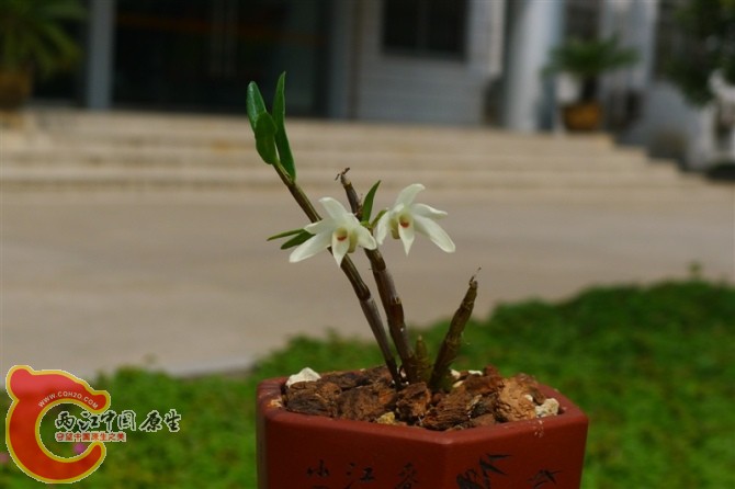 花特别香