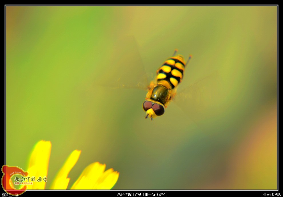DSC_9271.jpg