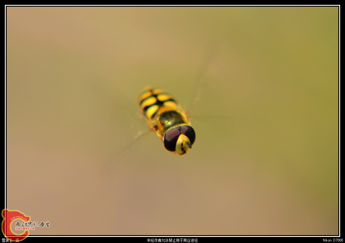 DSC_9268.jpg