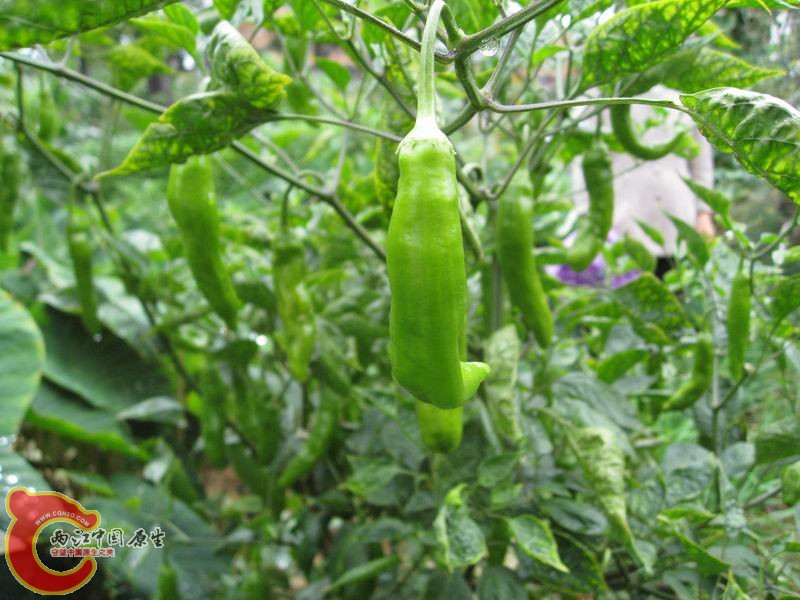 照片 030.jpg