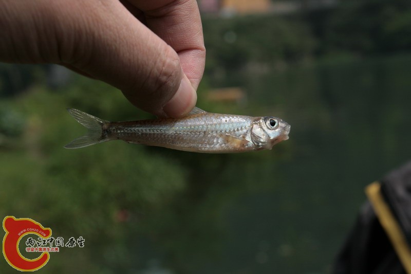 银鮈.JPG