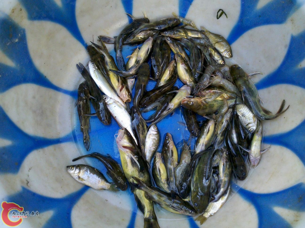 杂鱼2.jpg