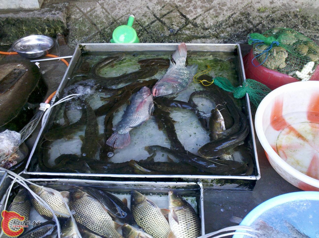 鲶鱼2.jpg